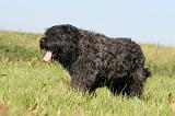 BOUVIER DES FLANDRES 133